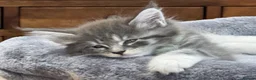 Maine Coon cats for sale: TICA-Registered Silver Maine Coon Kittens - Advert 18