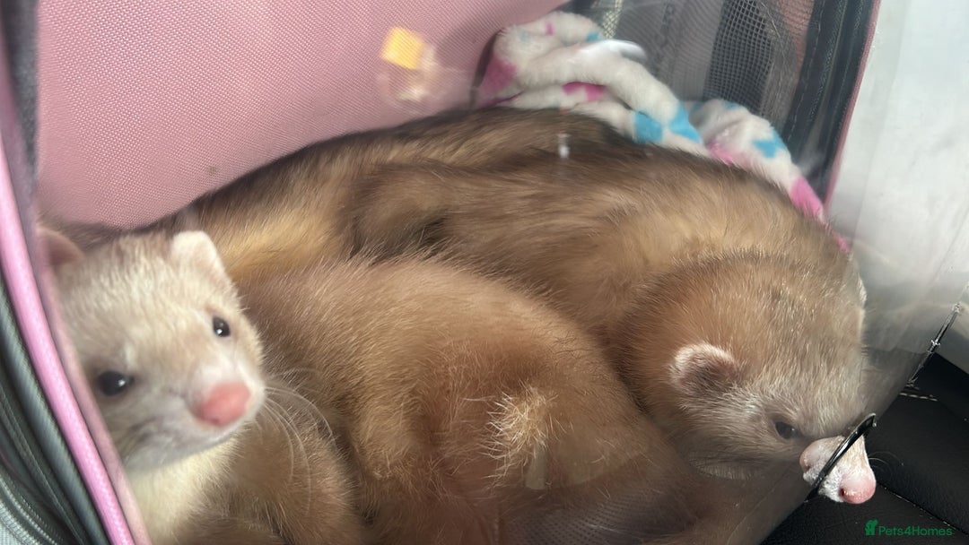 Ferret rodents for sale: Young adult female ferret  - Image 4