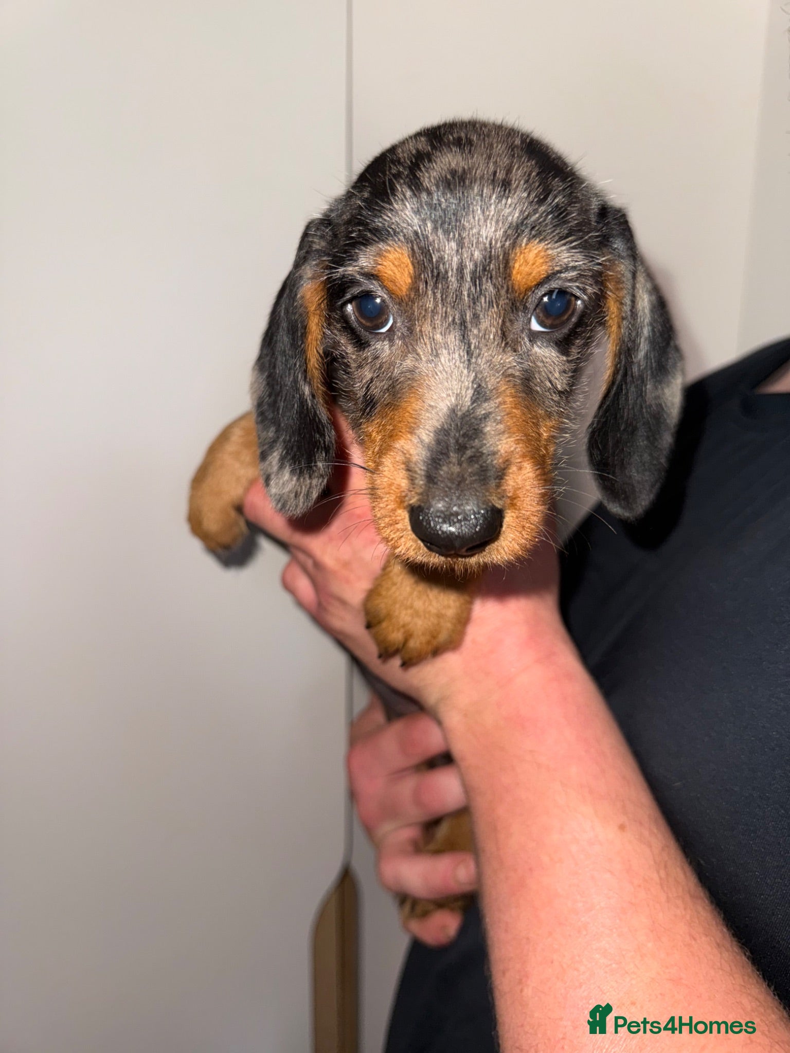 Dachshund dogs Dachshund Puppies - ONE BOY - Advert 1