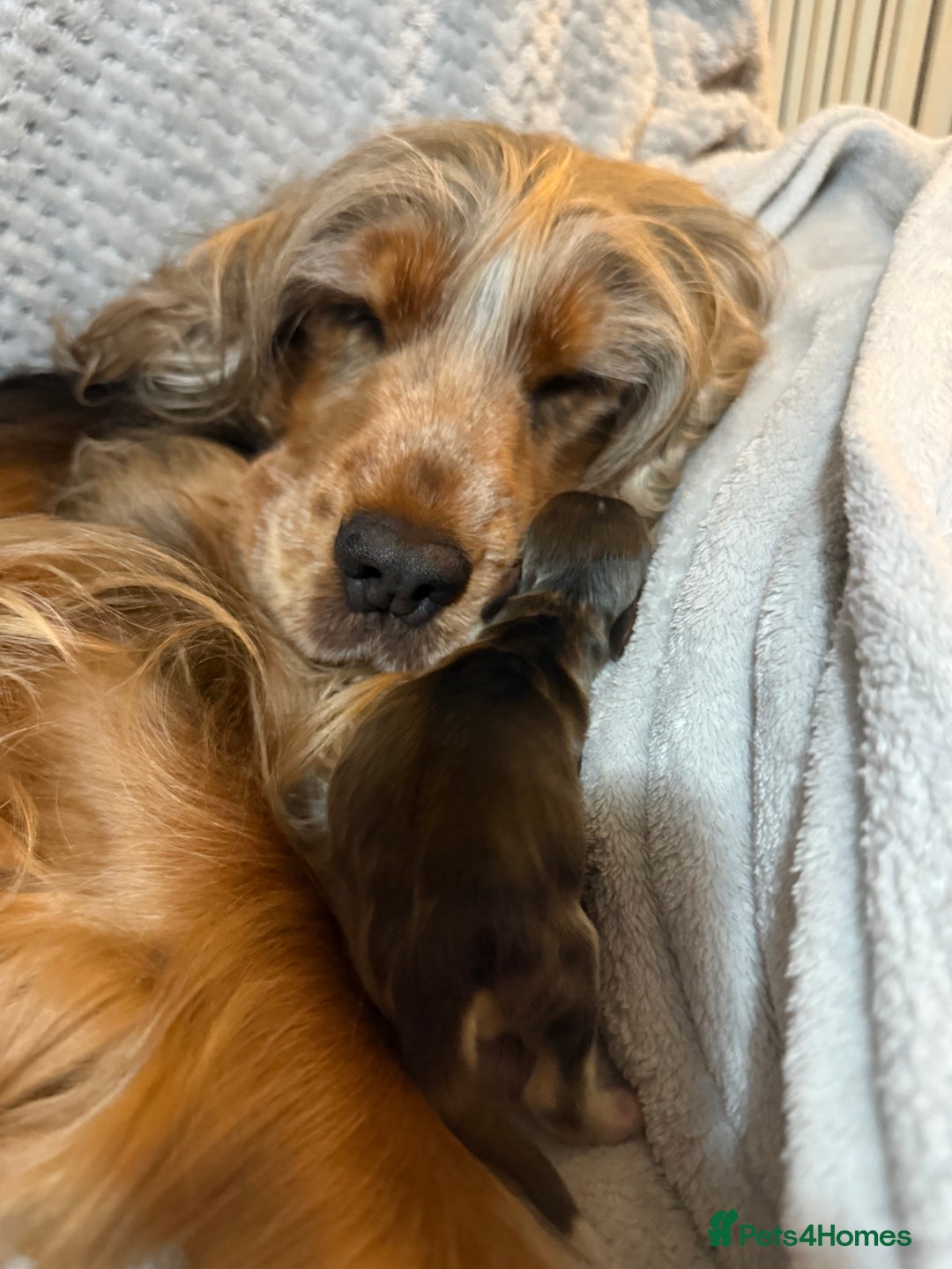 Cocker Spaniel dogs for sale: KC show sable cocker spaniels - Image 13