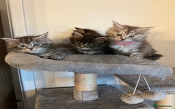 Maine Coon cats for sale: Very large beautiful Main coons - Image 1