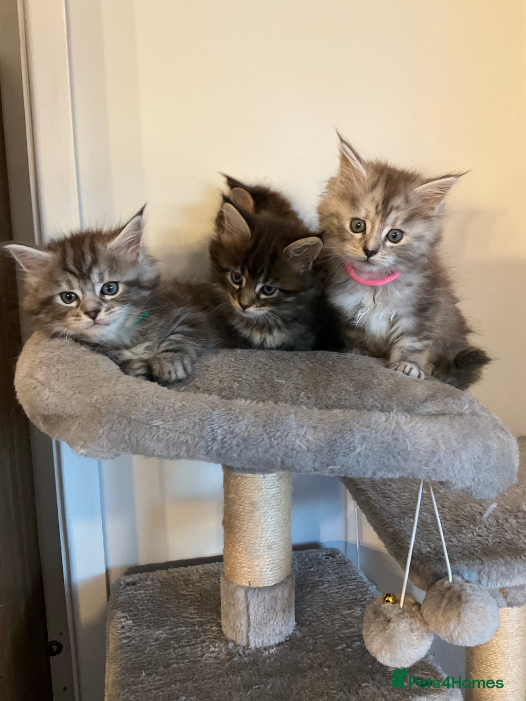 Maine Coon cats for sale: Very large beautiful Main coons - Image 1