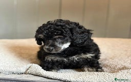 Toy Poodle dogs for sale: Our gorgeous and rare coloured toy poodles - Image 4