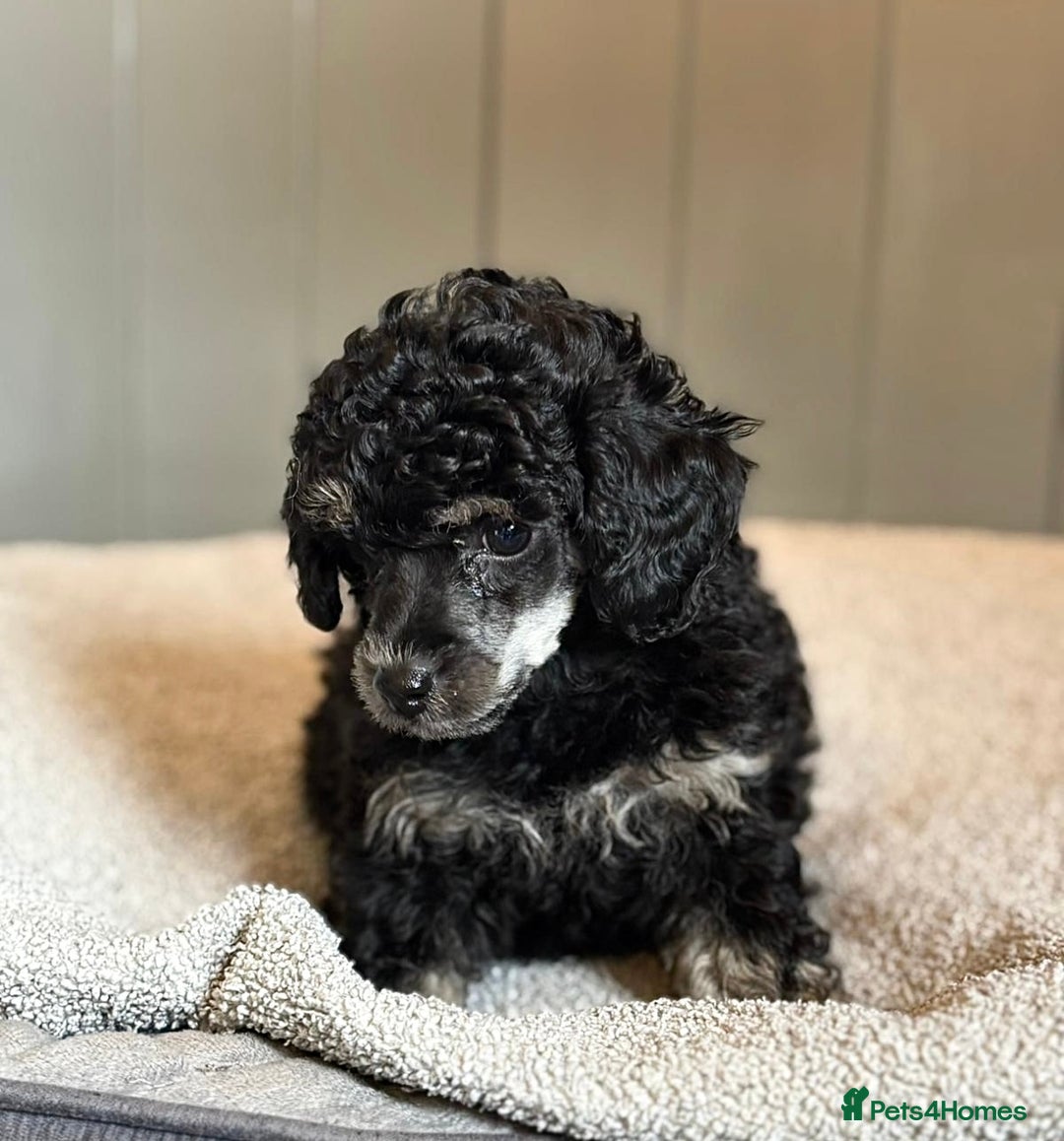 Toy Poodle dogs for sale: Our gorgeous and rare coloured toy poodles - Image 4