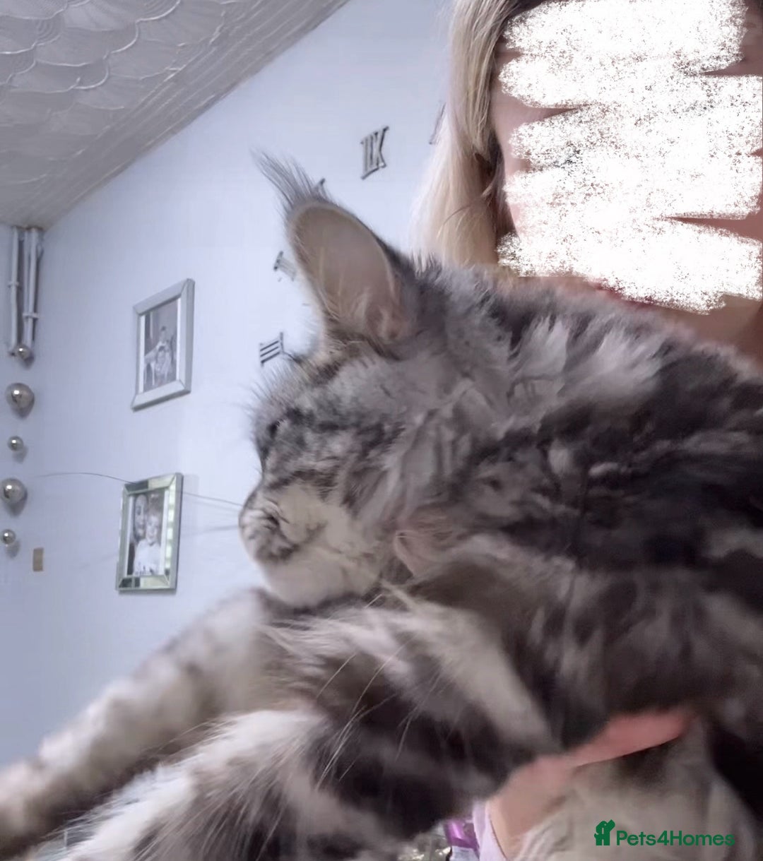 Maine Coon cats for sale: maine coon Girl  - Advert 8