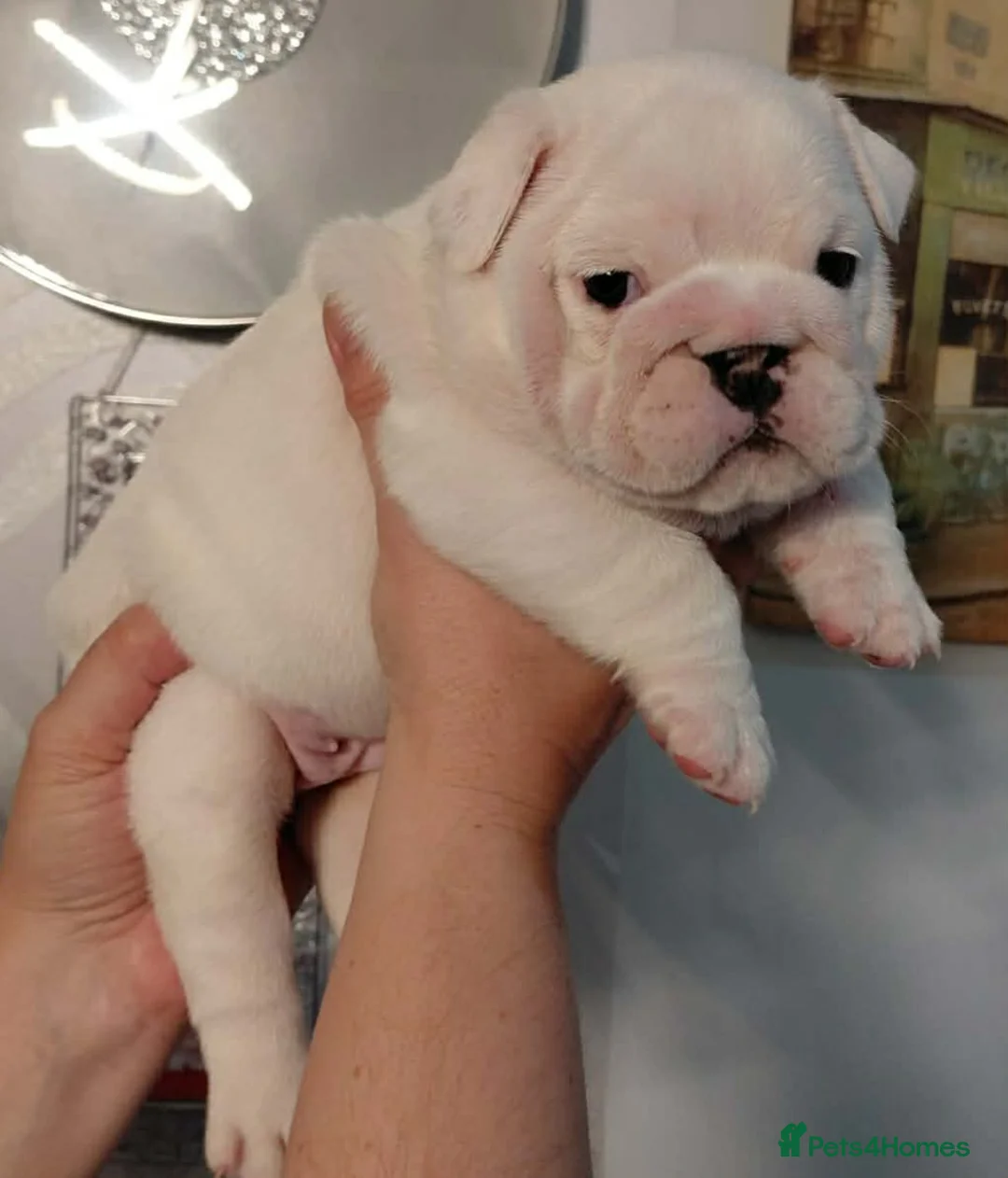 English Bulldog dogs for sale: English Bulldog Puppies Loving Homes Wanted 🐾 - Advert 14