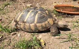 Hermann Tortoise reptiles for sale: Female hermanns tortoise - Image 3