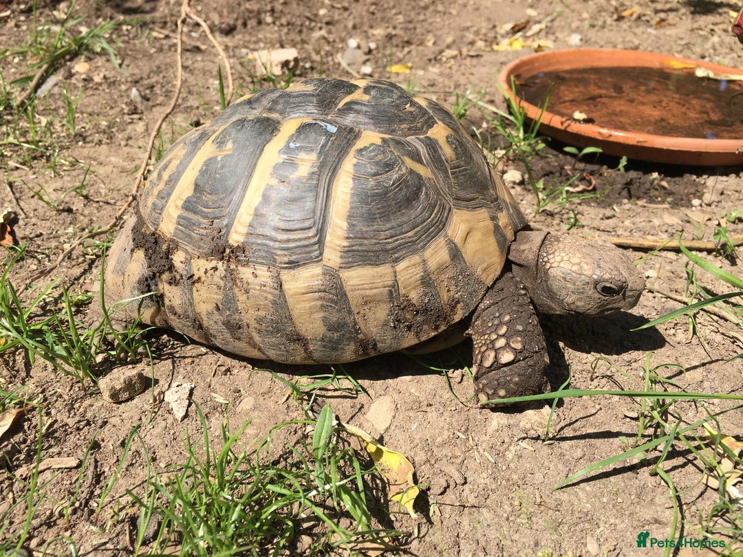 Hermann Tortoise reptiles for sale: Female hermanns tortoise - Image 3