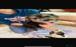 Jackapoo dogs for sale: 5 beautiful jackapoos - Image 12