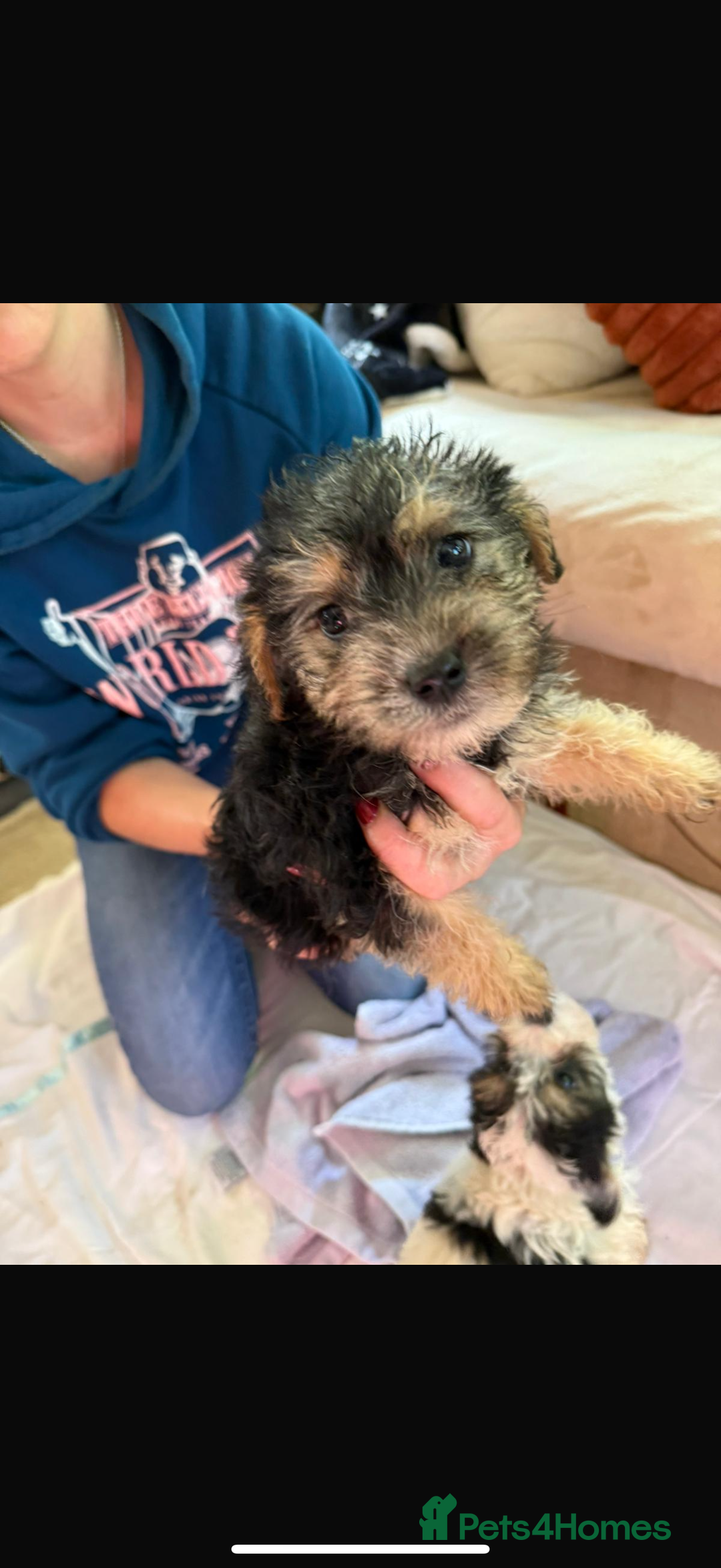 Jackapoo dogs for sale: 5 beautiful jackapoos - Image 12