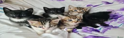 Mixed Breed cats for sale: Adorable & Playful Kittens Raised with Kids  - Advert 6
