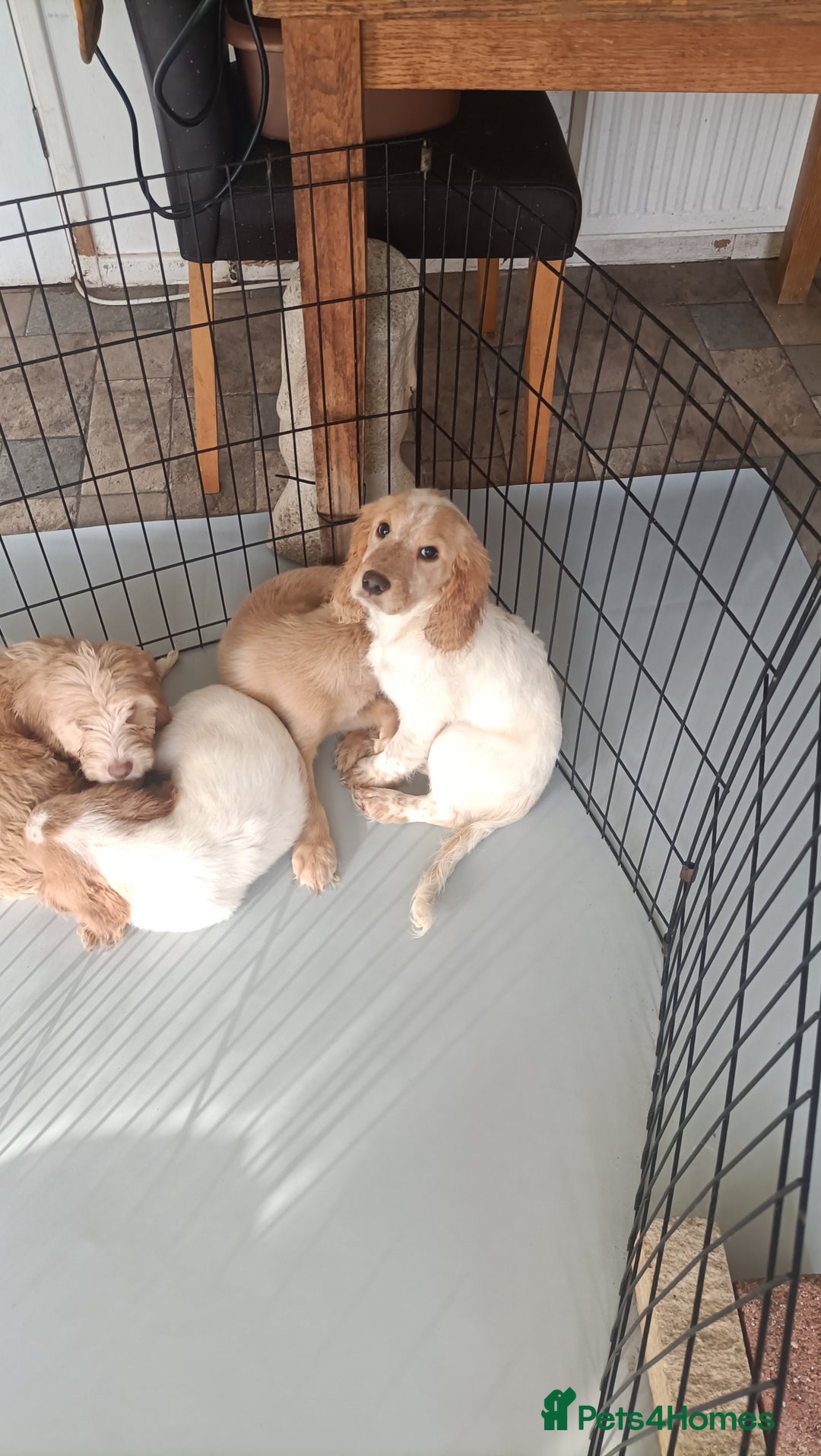 Cockapoo dogs for sale: Cockapoo F1B - Image 24
