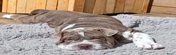 Mixed Breed dogs for sale: English Merle Bulldog/Shar Pei puppies for sale - Advert 14