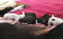 English Bull Terrier dogs for sale: Champion line EBT Puppies - Image 15