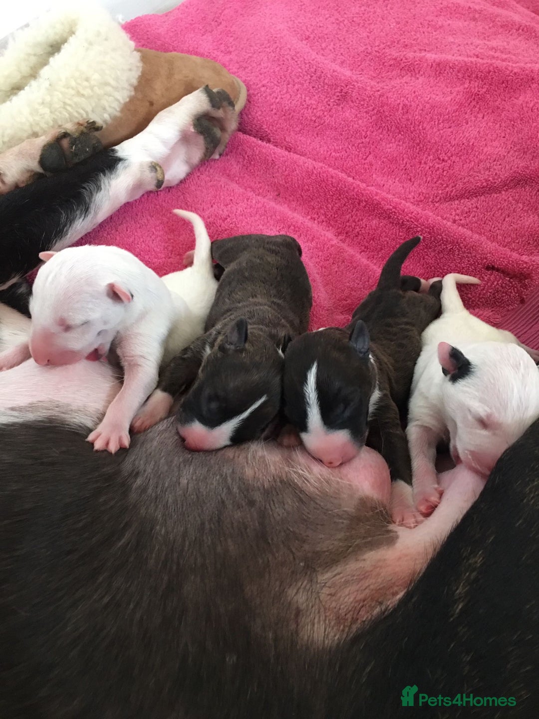 English Bull Terrier dogs for sale: Champion line EBT Puppies - Image 15