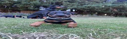 Dobermann dogs for sale: KC registered Dobermann puppies  - Advert 6