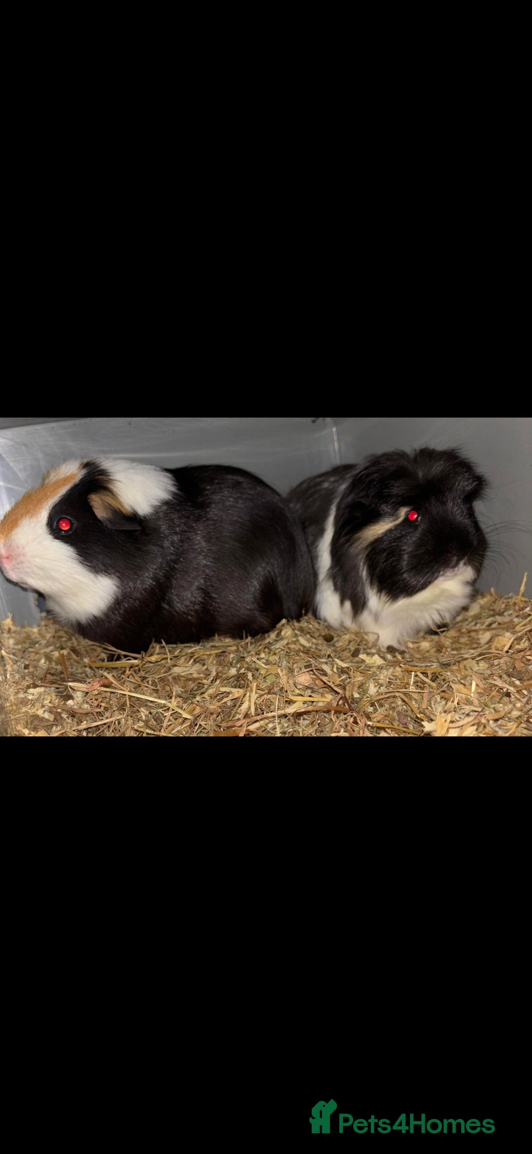 Guinea Pig rodents for sale: 2 male guinea pigs  - Advert 1