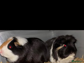 Guinea Pig rodents for sale: 2 male guinea pigs - Advert 1
