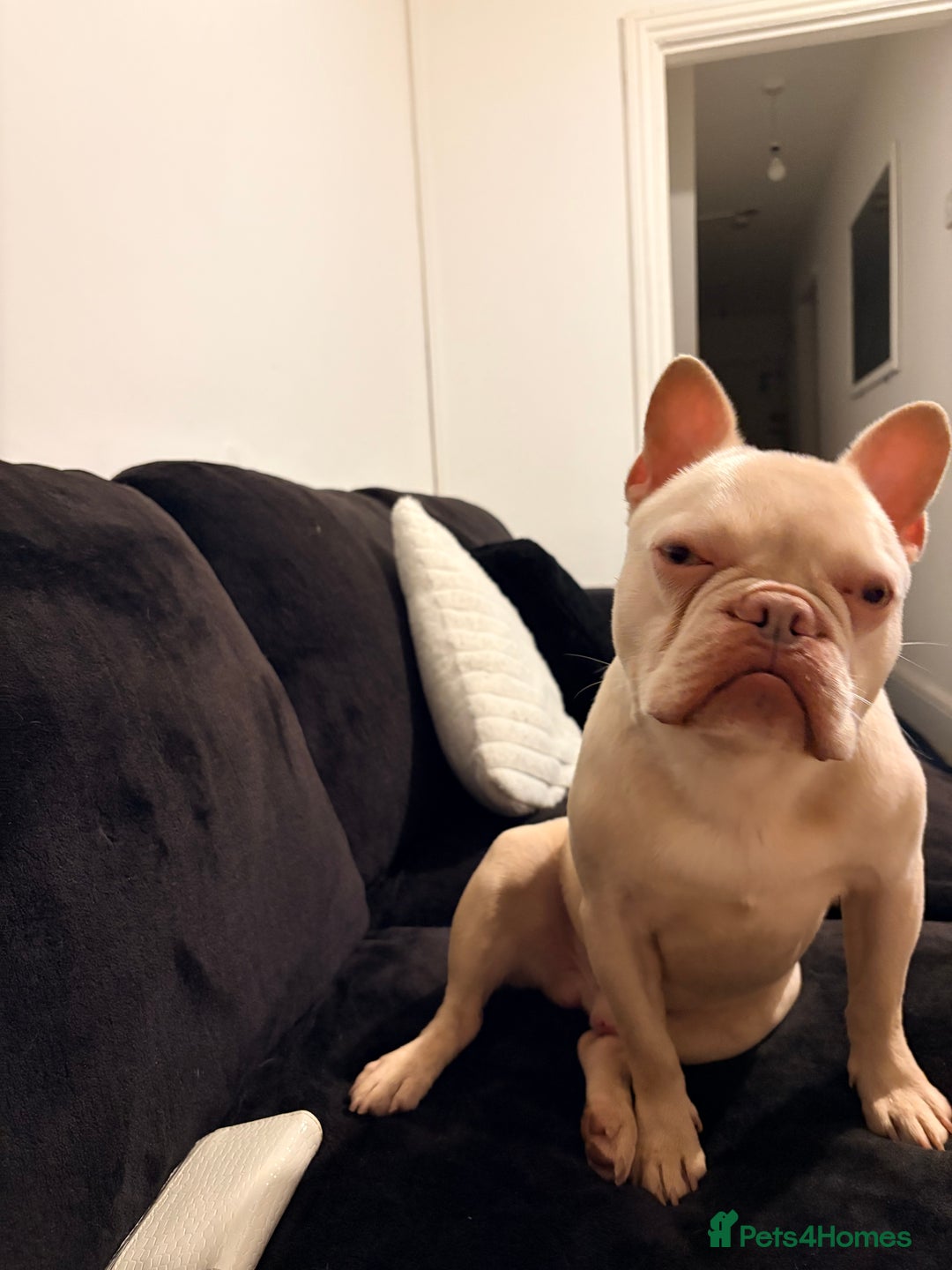 French Bulldog dogs for sale: Male French bulldog - Advert 3