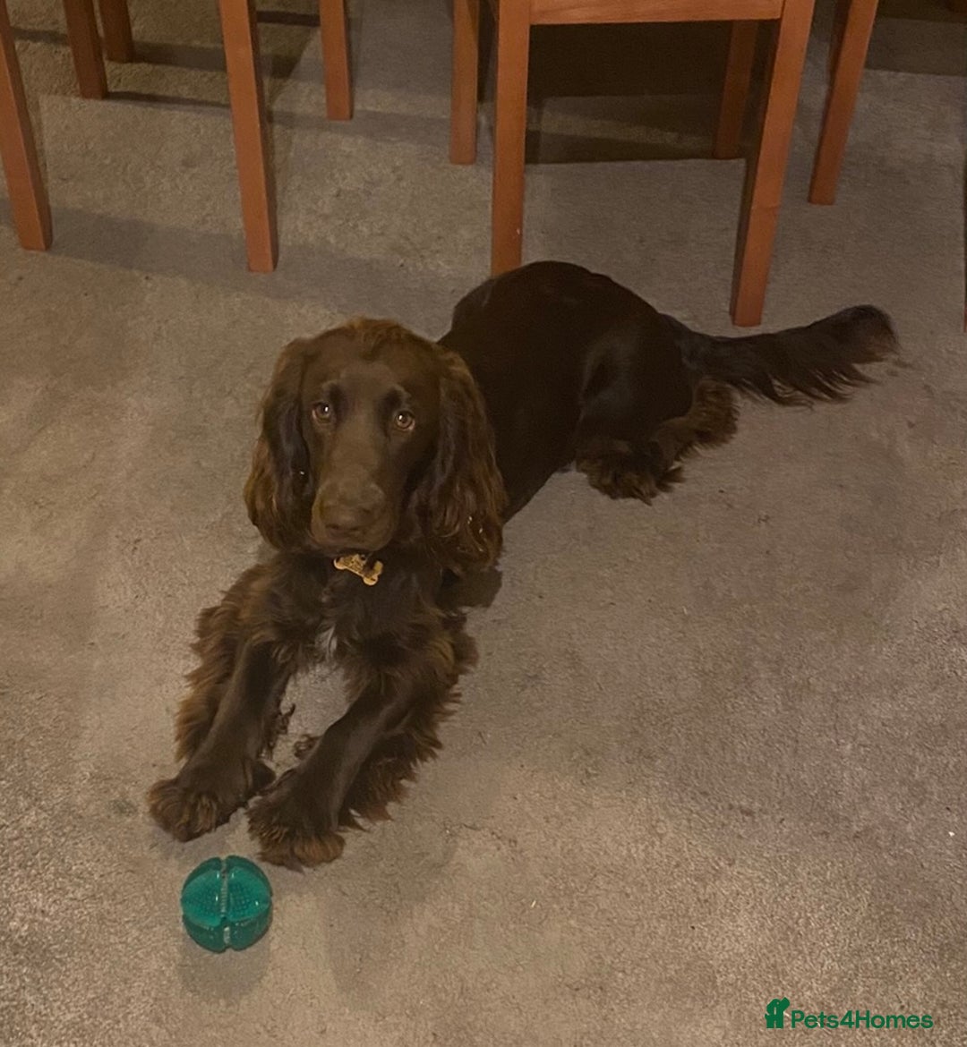 Cocker Spaniel dogs for stud: Cocker Spaniel for Stud - Advert 7