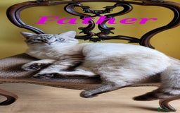 Scottish Fold cats for sale: Scottish fold kittens with blue eyes  - Image 20
