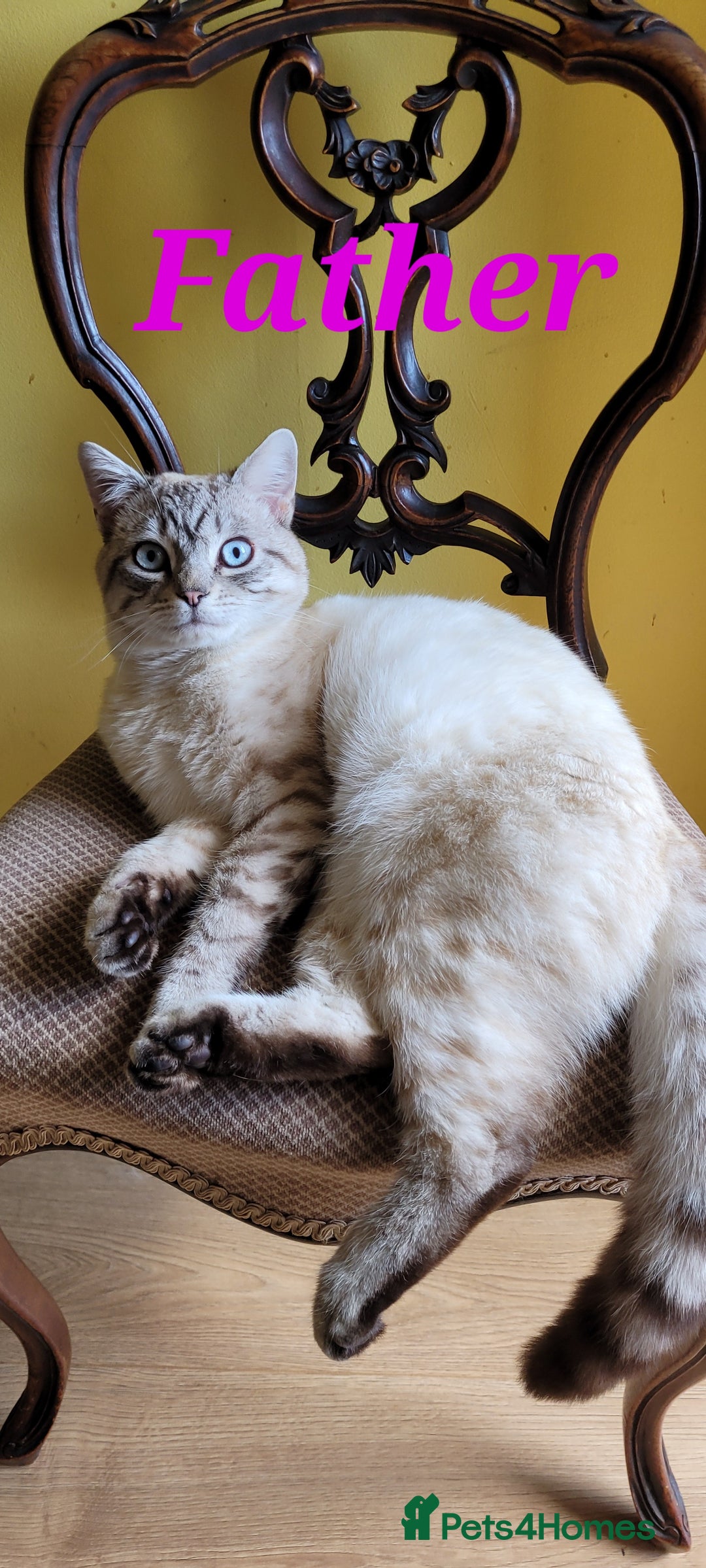 Scottish Fold cats for sale: Scottish fold kittens with blue eyes  - Image 20