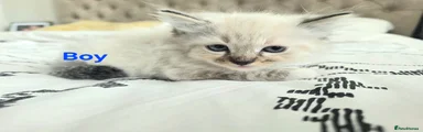 Ragdoll 3