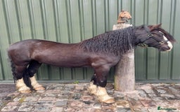 Irish Cob horses for sale: Storm 4year old ride/drive gelding  - Image 2