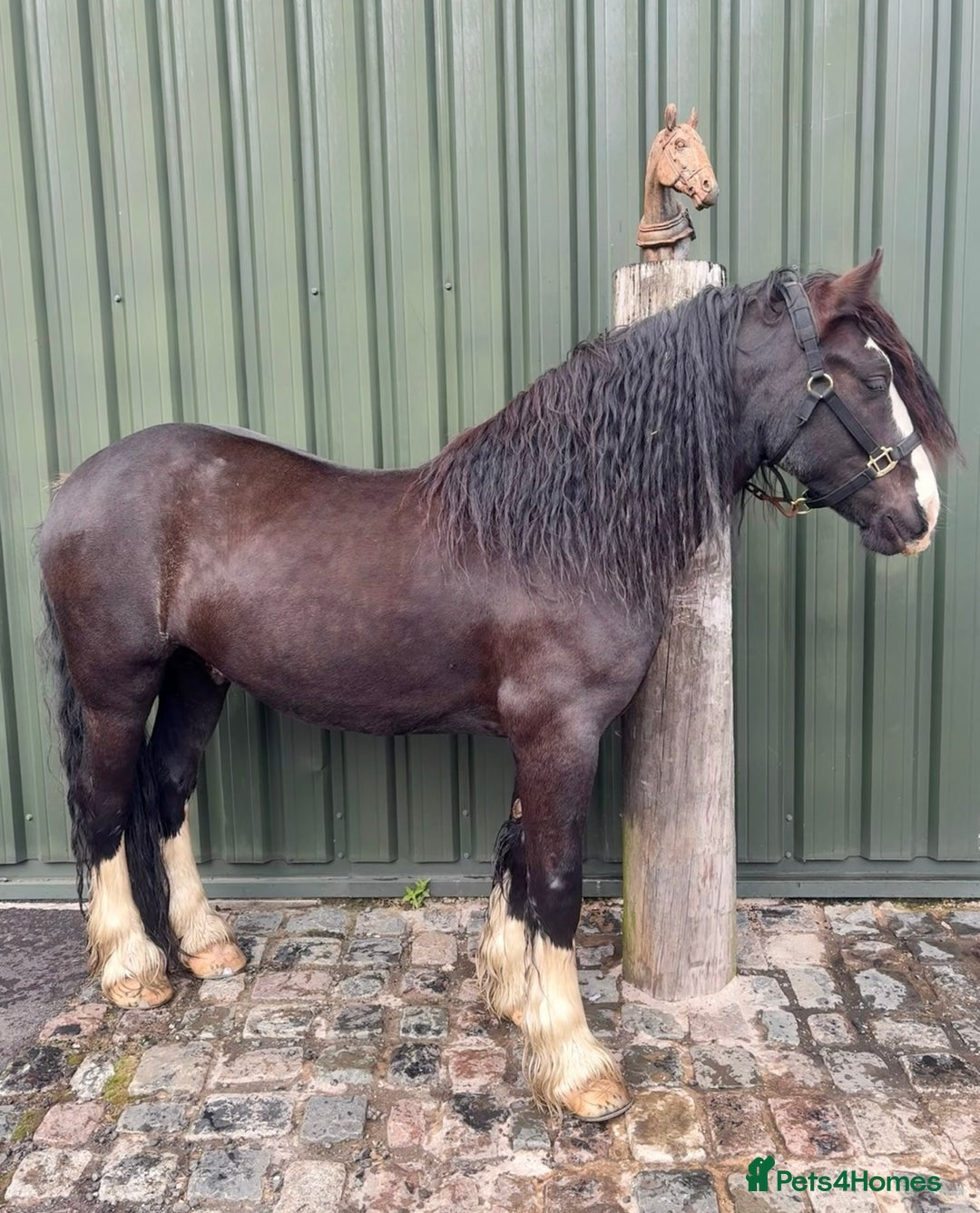 Irish Cob horses for sale: Storm 4year old ride/drive gelding  - Image 2