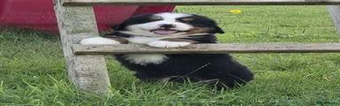 Bernese Mountain Dog 2