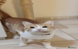 Mixed Breed cats for adoption: MOON -BOY THAT WANTS A HOME AGAIN - NEUTERED- - Image 2