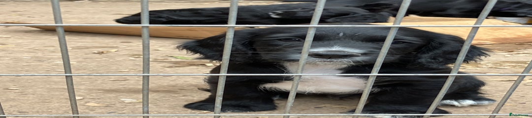 Cocker Spaniel Puppy 7