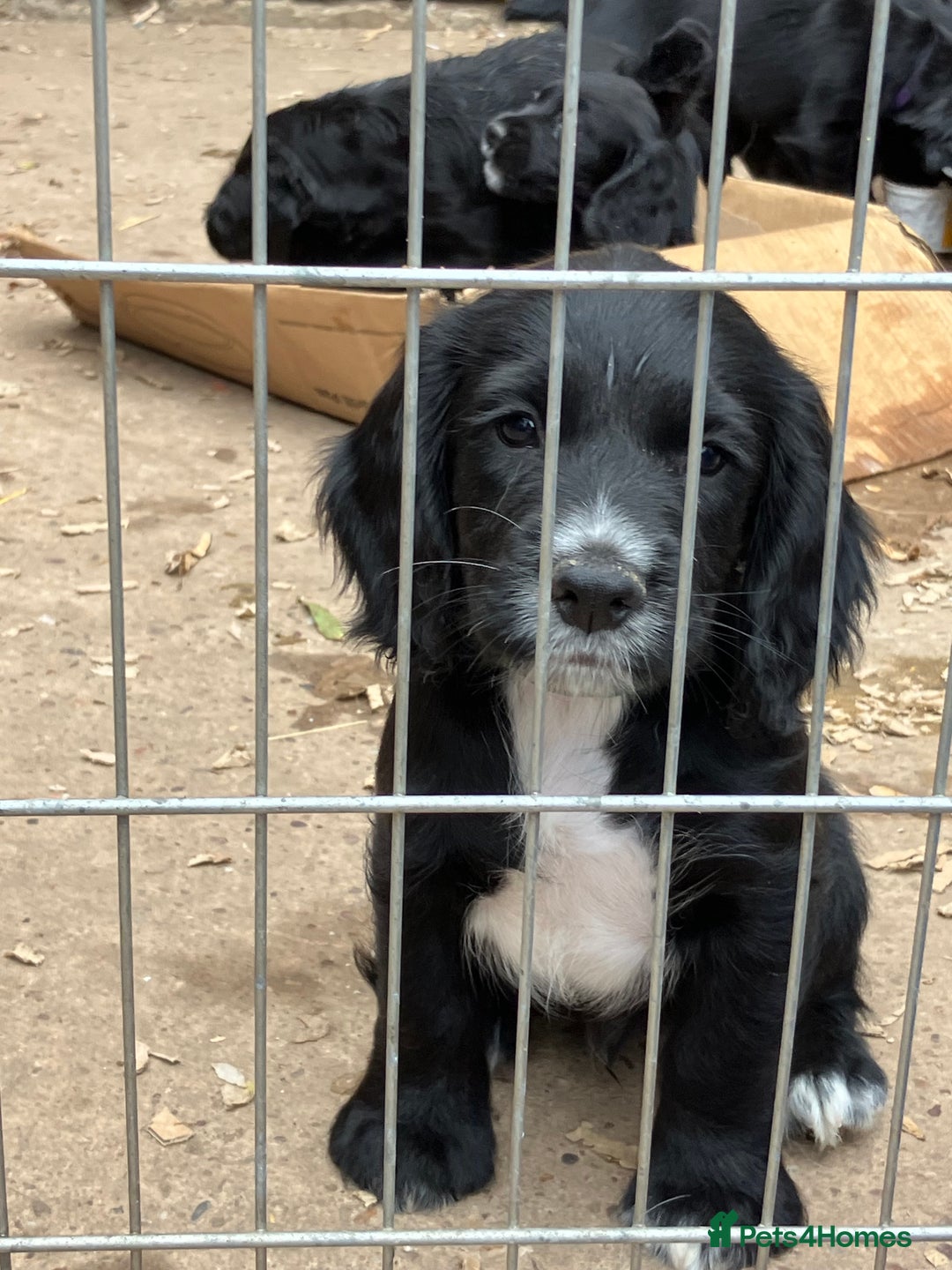 Cocker Spaniel dogs for sale: Ready to go -Quality Working Cocker Spaniel KC reg in Stone - Image 21
