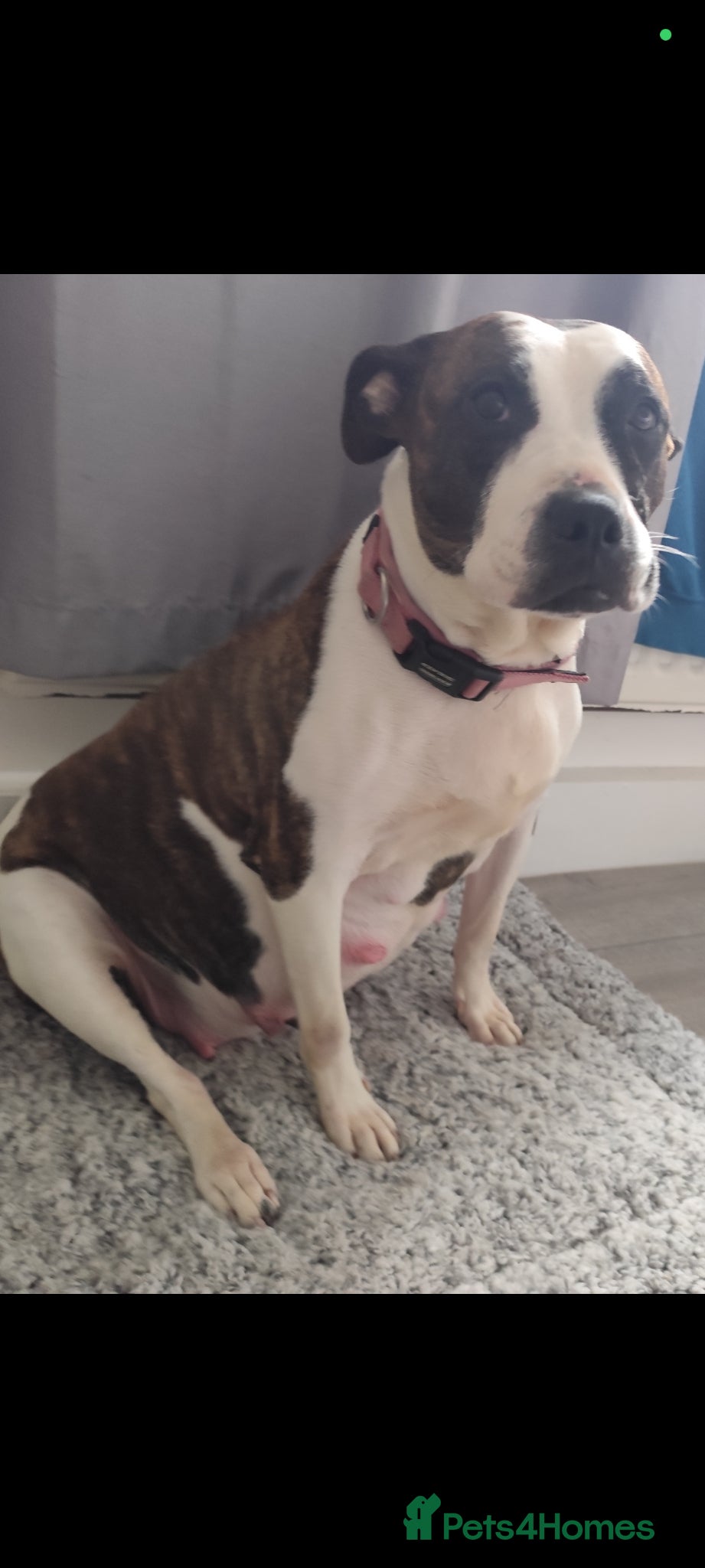 Mixed Breed dogs Beautiful Litter of Staffy puppies - Advert 1