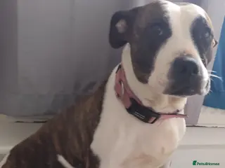 Mixed Breed dogs Beautiful Litter of Staffy puppies - Advert 2