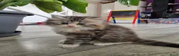 British Longhair cats for sale: Beautiful British kittens  - Advert 20