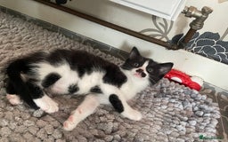 Mixed Breed cats for sale: Kitten - Image 4