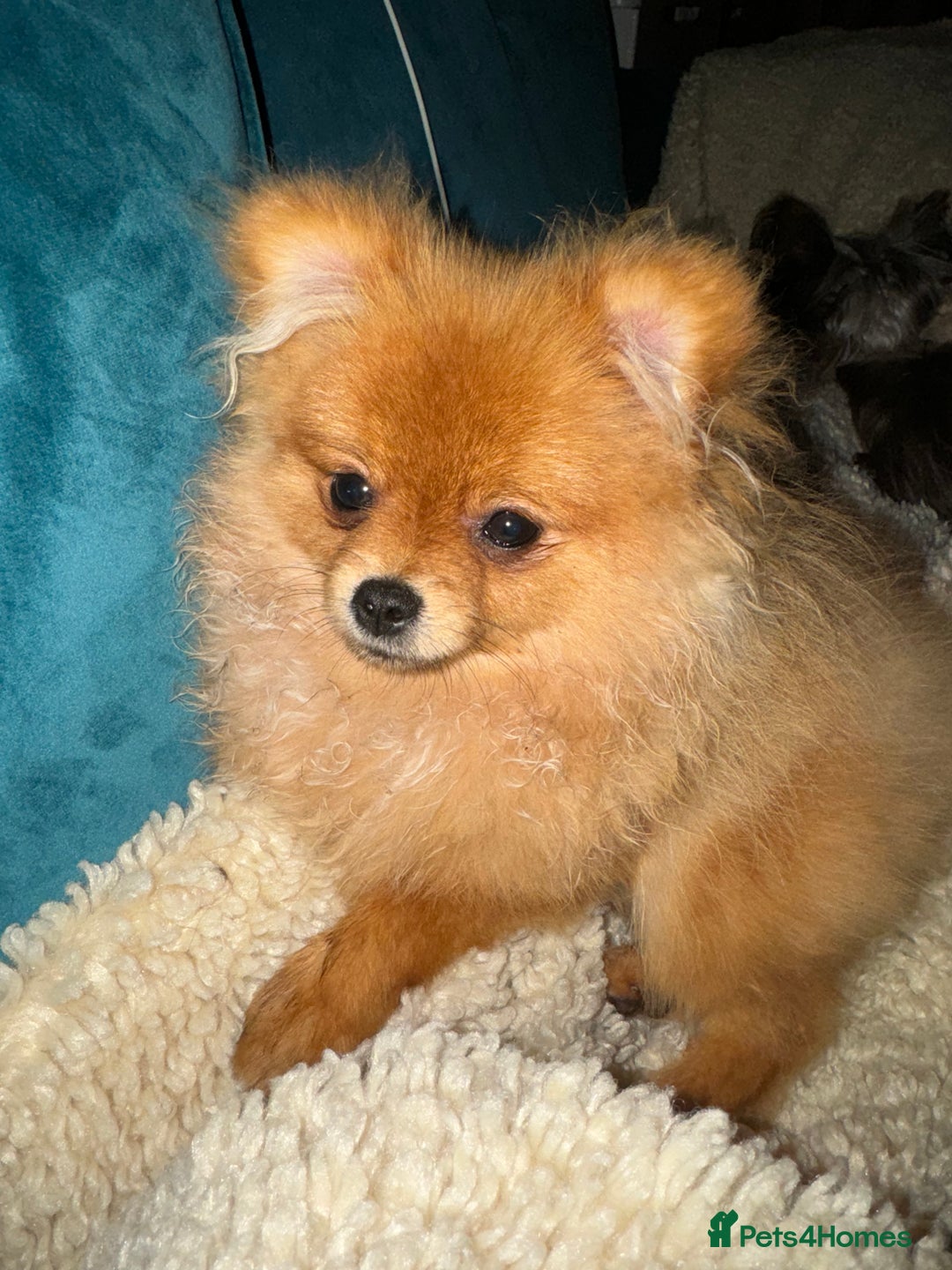 Pomeranian dogs for sale: Biscoff  - Advert 3