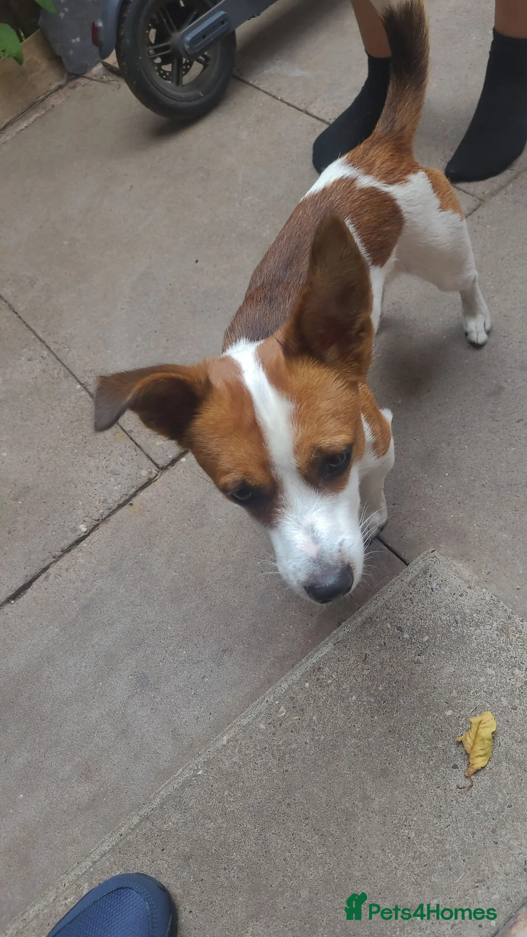 Jack Russell dogs for sale: Name patch in Birmingham - Advert 2