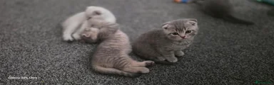 Scottish Fold 3