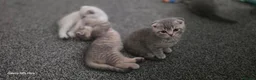 Scottish Fold cats for sale: Scottish fold  in Wellingborough - Advert 10