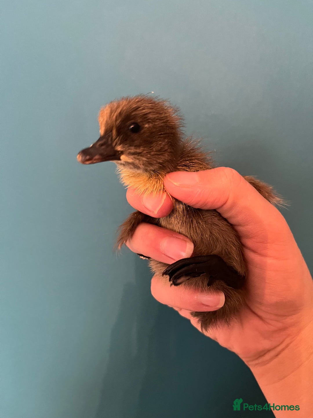 Ducks poultry for sale: Runner ducklings - Image 12