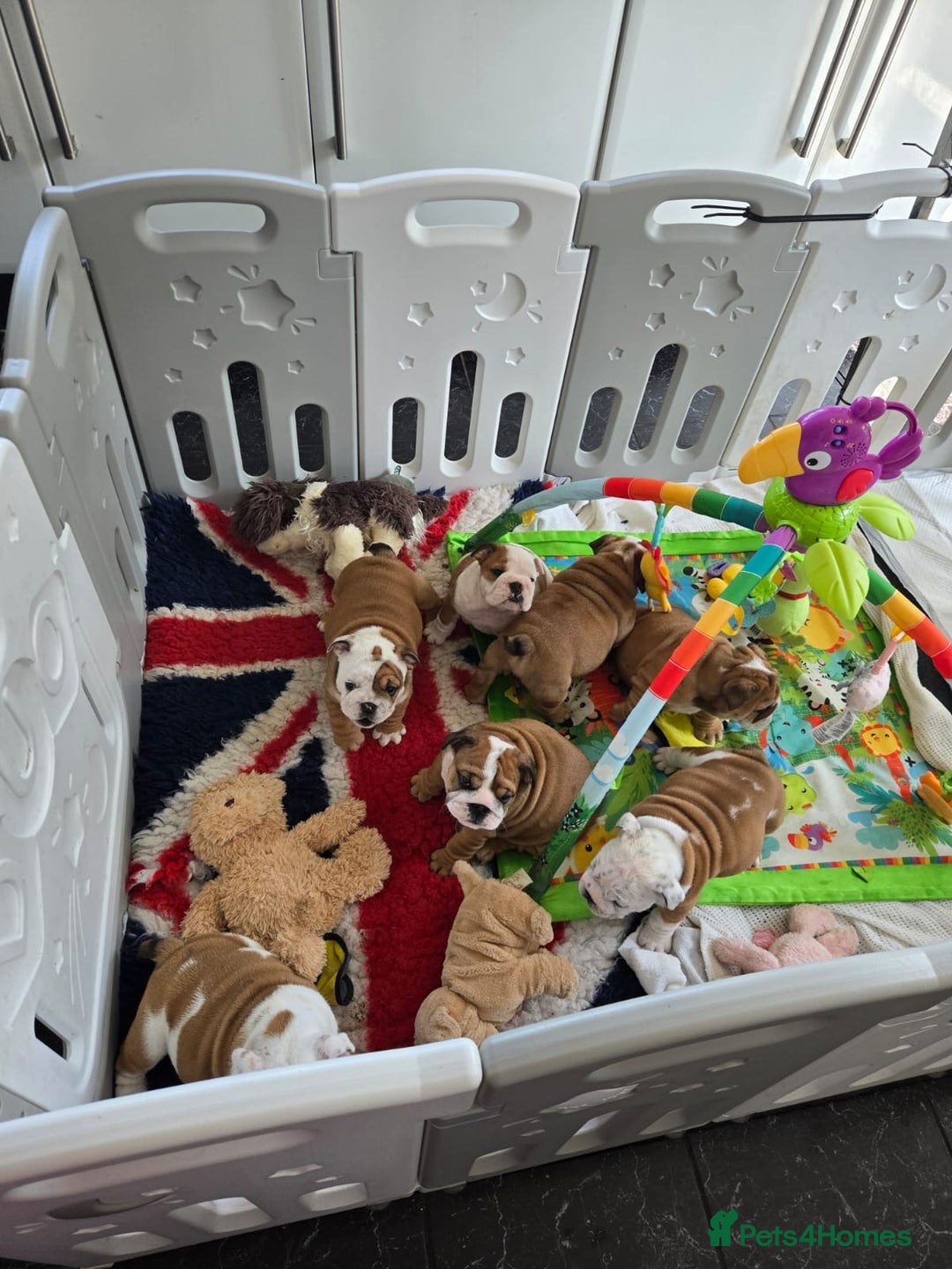 English Bulldog dogs for sale: Show Kennel Avaword Bulldog puppies  - Image 11