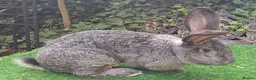Continental Giant rabbits for sale: Super Stars  Stud Service -Beautiful PROVEN Bucks  - Advert 7