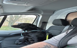 Mixed Breed dogs for sale: Black Lab/Staffy - Image 8
