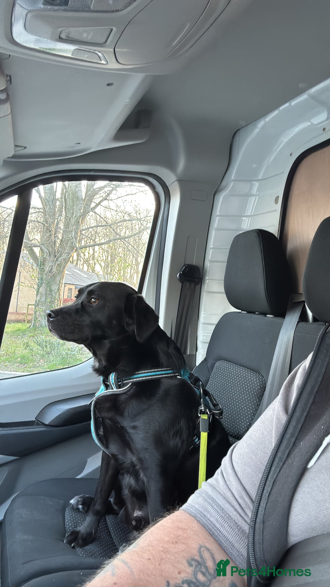 Mixed Breed dogs for sale: Black Lab/Staffy - Image 8