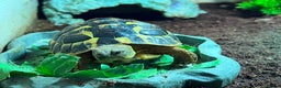 Hermann Tortoise reptiles for sale: Western Hermann tortoise with enclosure - Advert 1