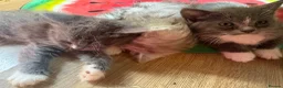 Mixed Breed cats for sale: Persian chinchilla x ragdoll boy (reduced)  - Advert 6
