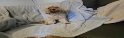 Cavapoo dogs for sale: 6 cavapoo pups ready to leave  - Advert 12