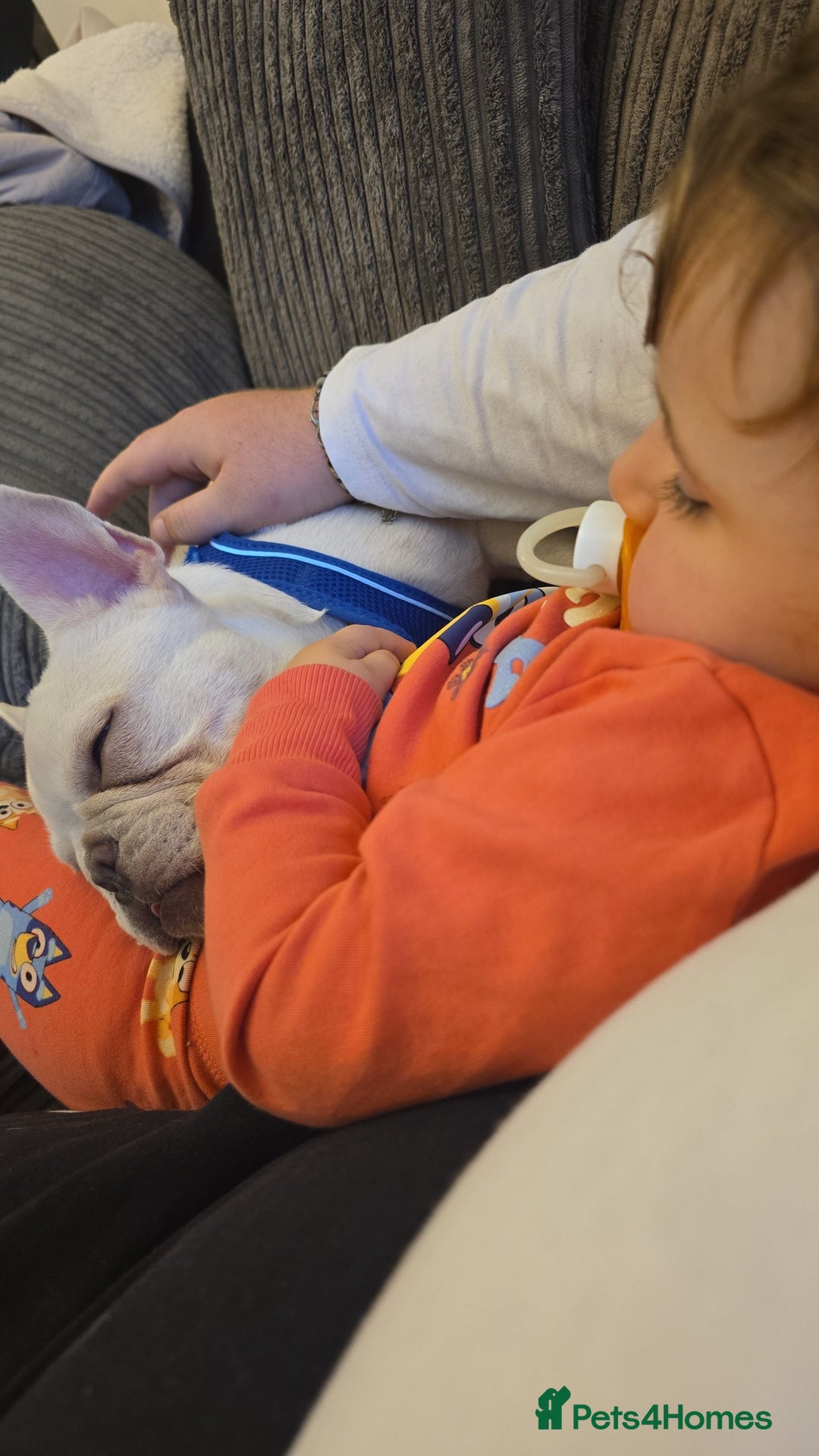 French Bulldog dogs for sale: Mylo-French Bulldog-8 months - Advert 14